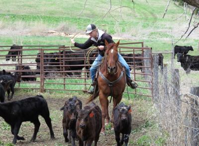 Branding a tradition for families in Nebraska’s cow business