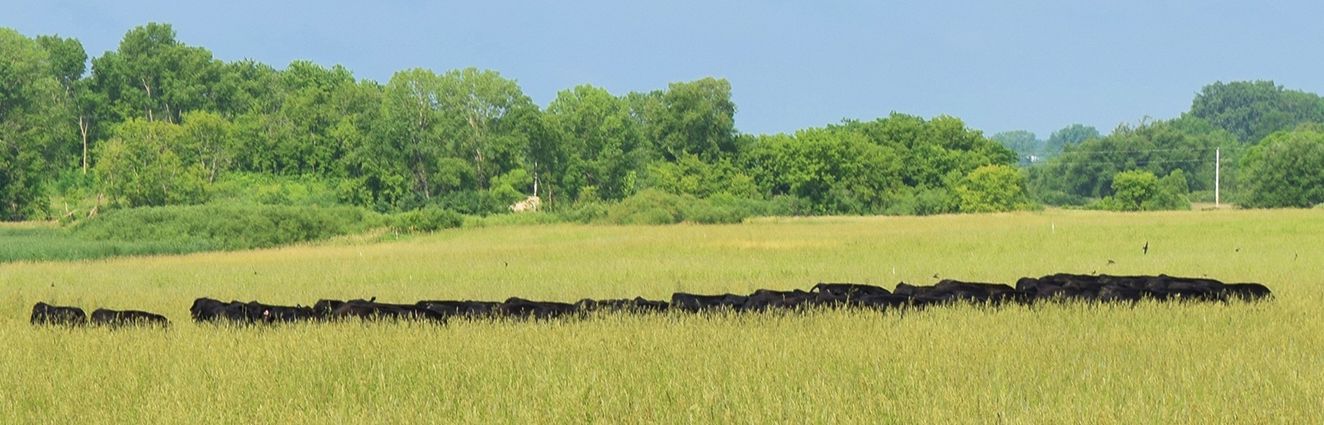 Black Angus grazing