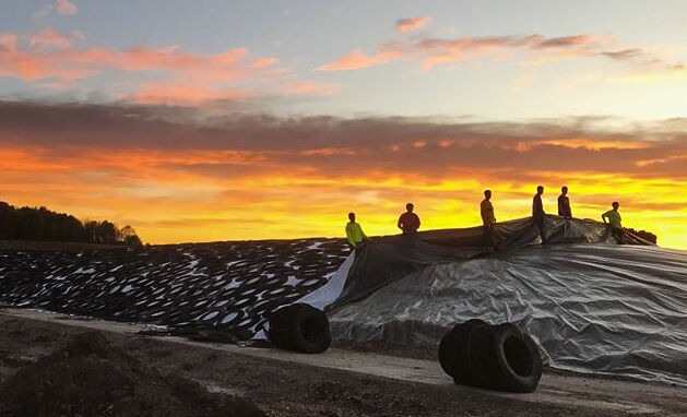 Farm team covering corn silage