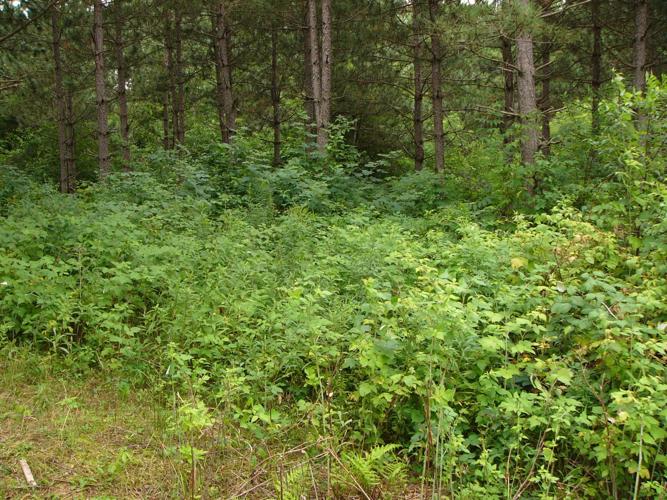 Understory overgrown prior to grazing
