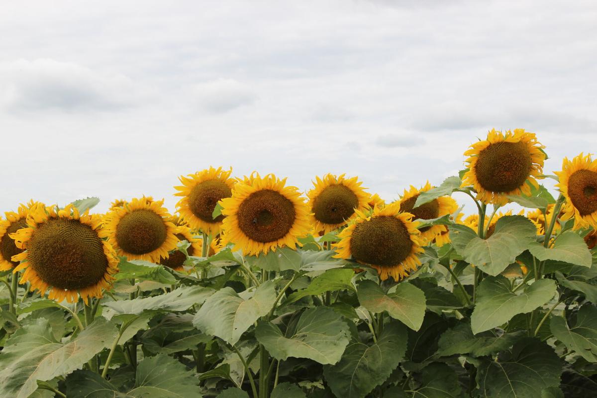 Sunflowers