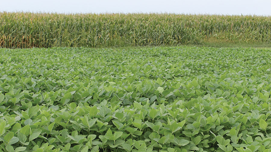 Corn soybean summer photo
