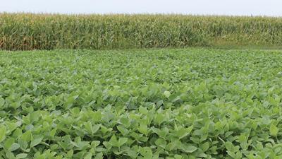 Corn soybean summer photo