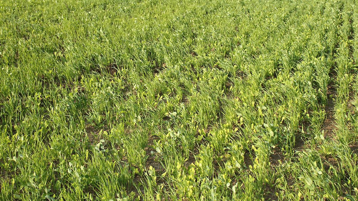 cover crop mix