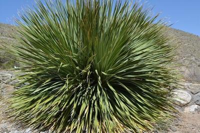 Yucca plant