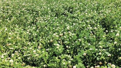 FIXatioN balansa clover trial at Ewing Field