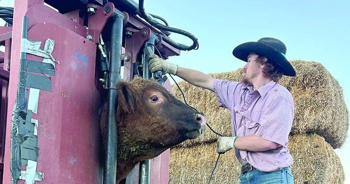 Mehlhoffs continue to calve, sale bulls are clipped