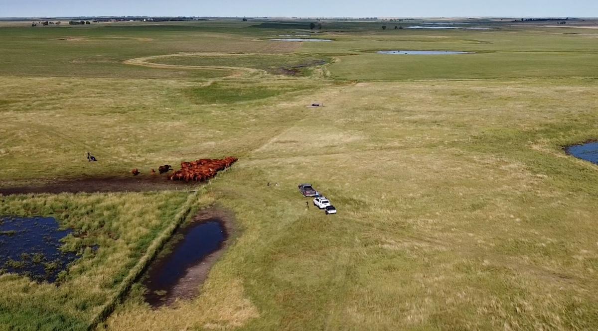 Rotational grazing