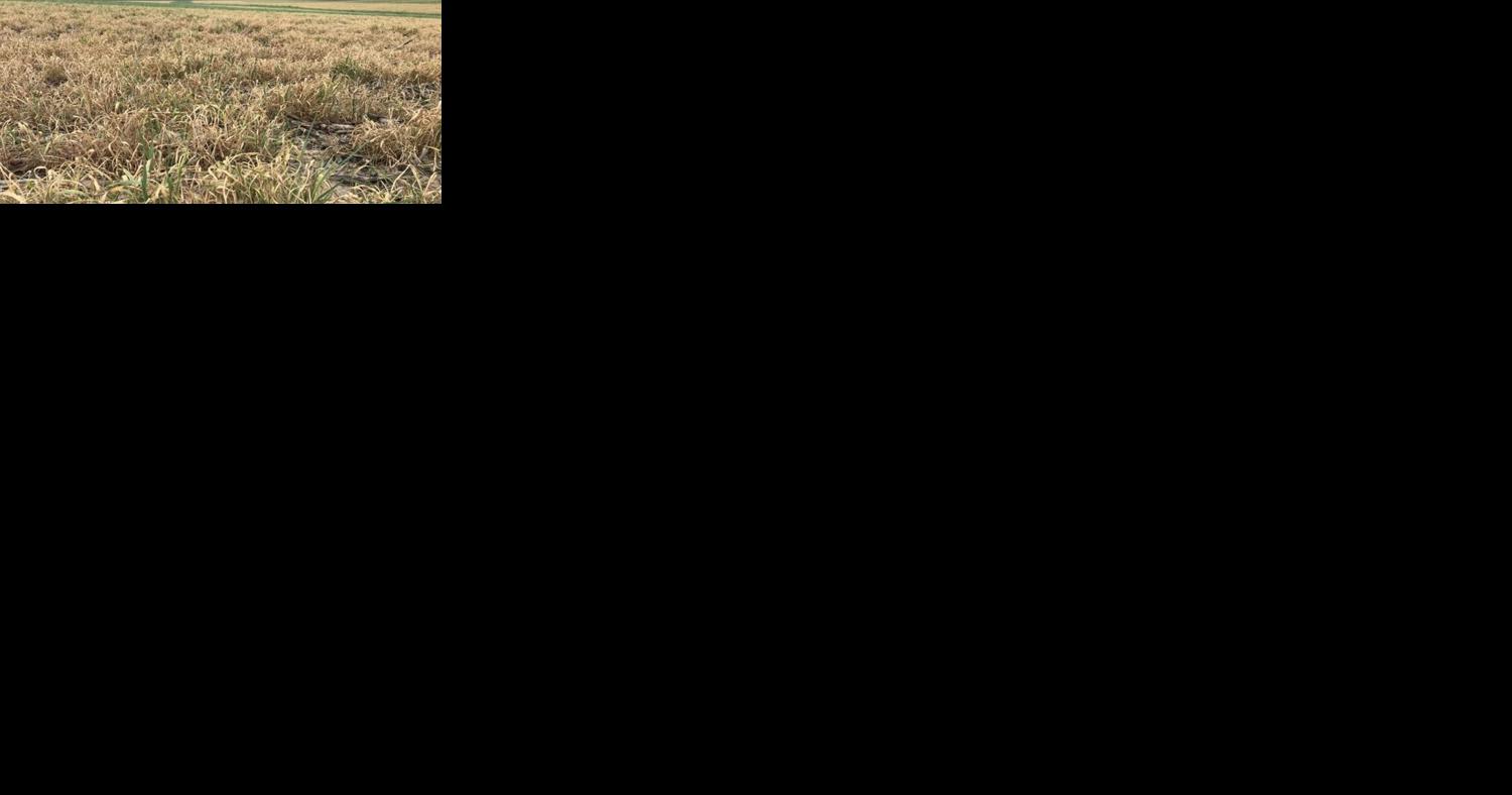 Coaching program offers guidance on cover crops - Vimarsana News