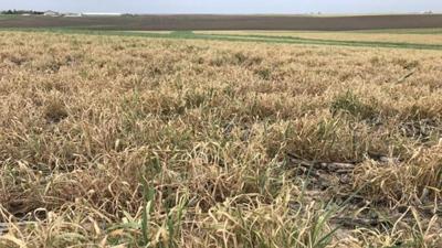Cover-crop termination challenges-(ISU)