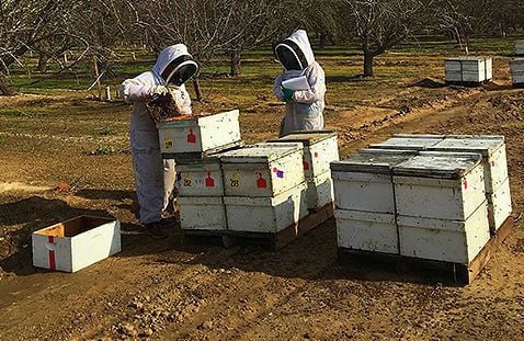 Scientists work with honey-bee colonies