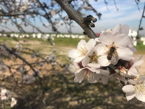 Bee in almond blossom