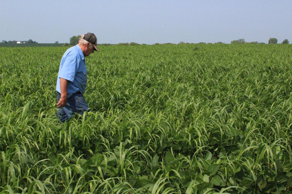 Dicamba drift Lennox (6).JPG