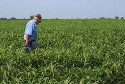 Dicamba drift Lennox (6).JPG