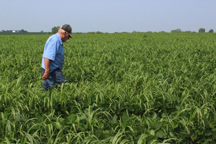 Dicamba drift Lennox (6).JPG