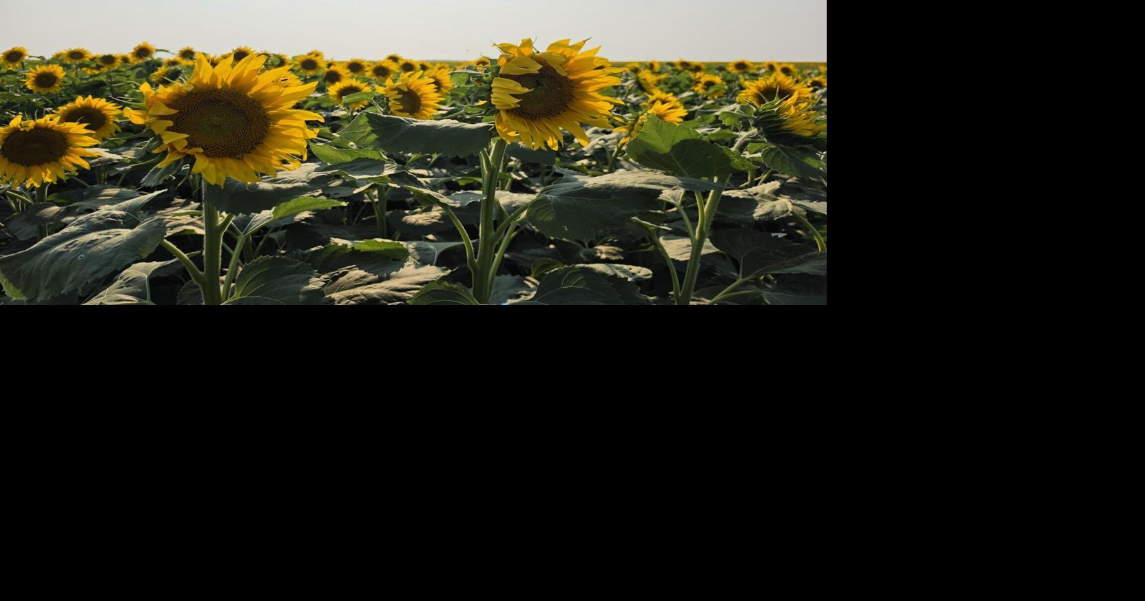 Sunflower soil health 1.jpg