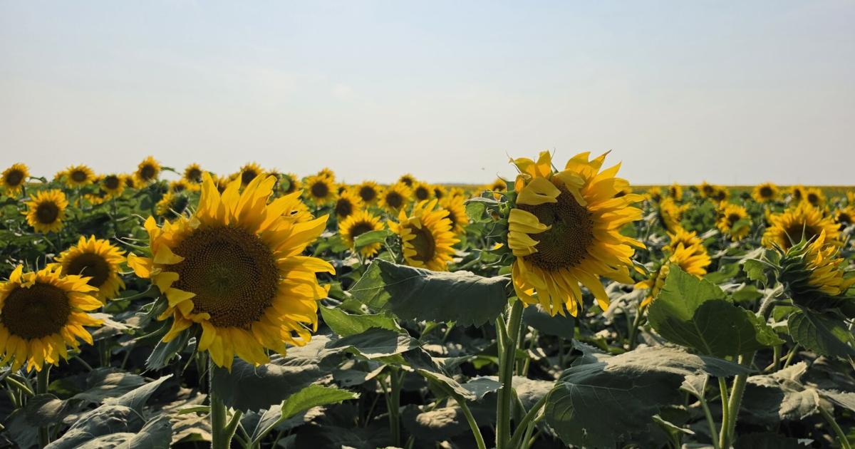 Sunflower soil health 1.jpg