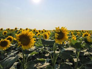 Growing sunflowers for soil health and stability