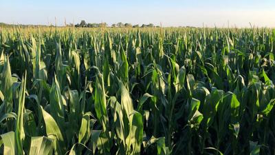 Corn field silage