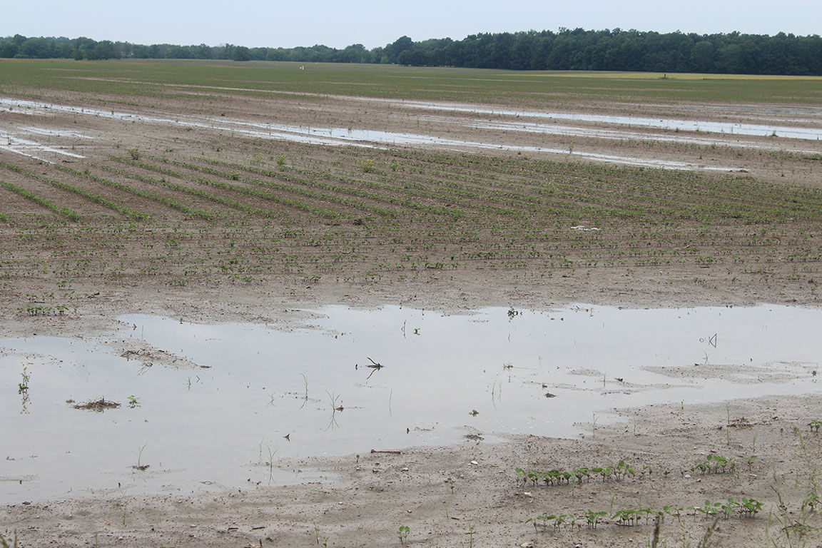 wet field