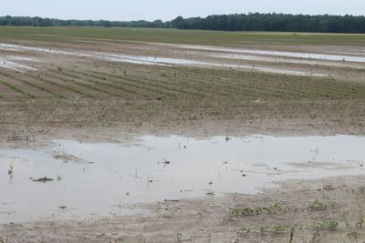 wet field