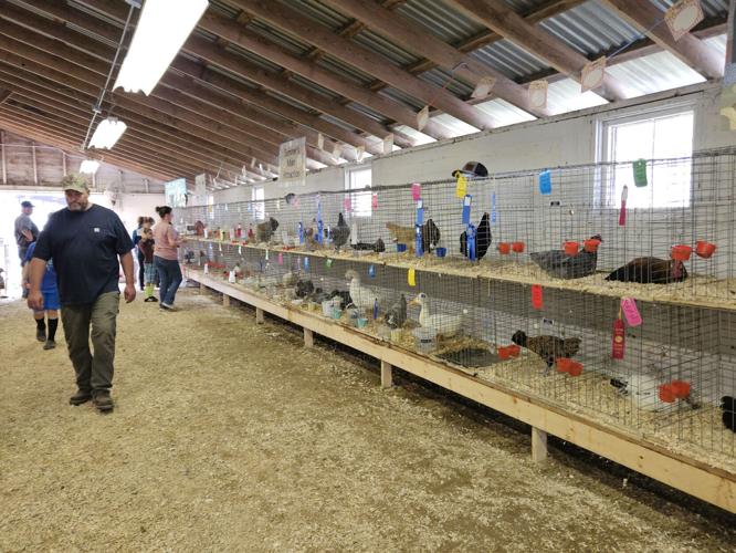 Poultry