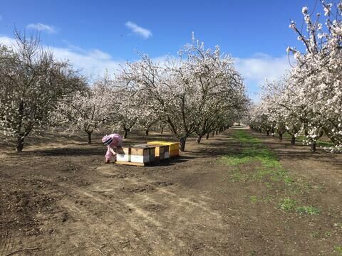 Bee hives being prepped