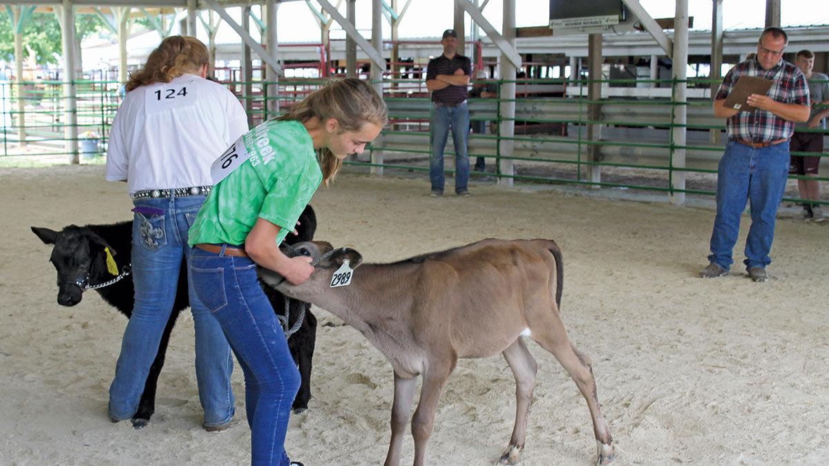 LC Fair calf show