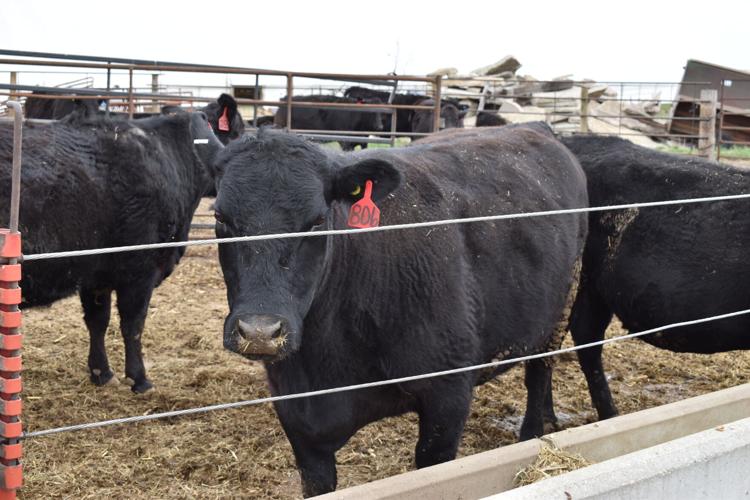 Crop Watcher Severtson (9).JPG