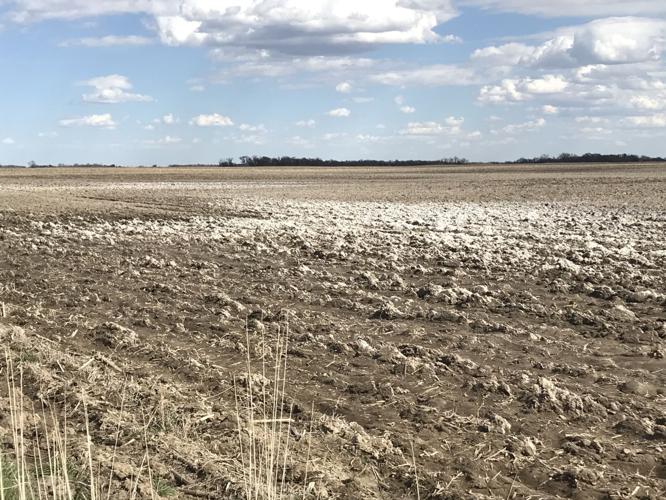 Saline soils