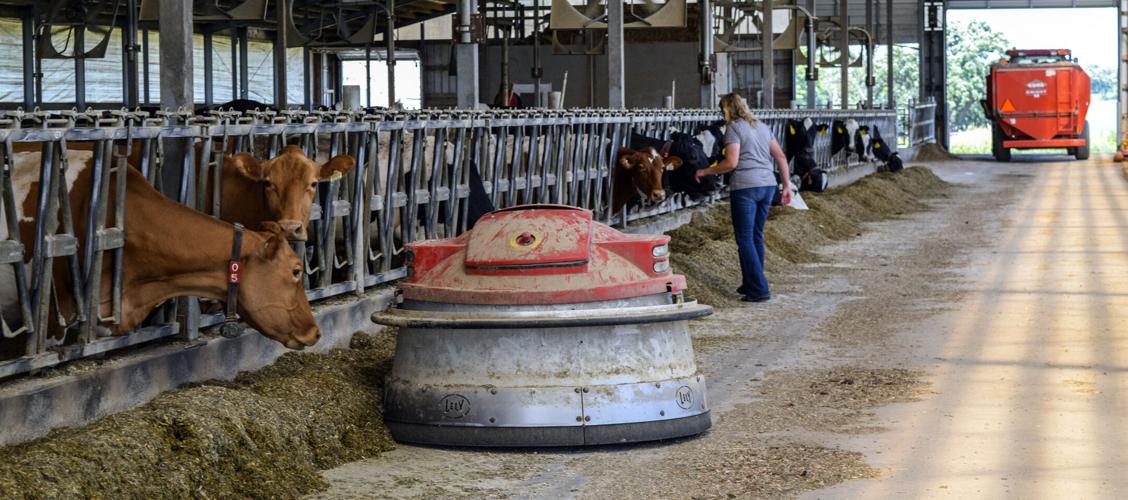 Julie Orchard checks on the herd