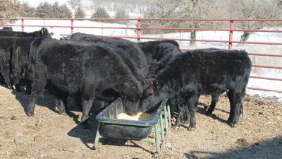 Small Victories In The Feeder Cattle Market Livestock