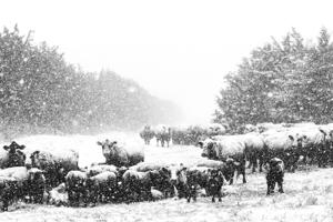 Sandhills Sunrise (3).jpeg