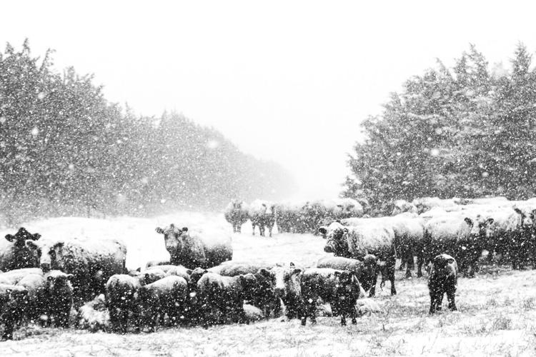 Sandhills Sunrise (3).jpeg