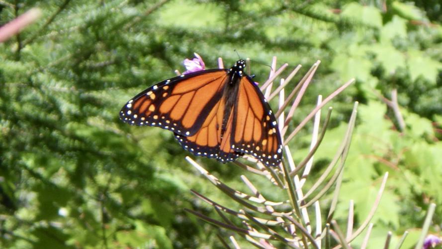 Monarch