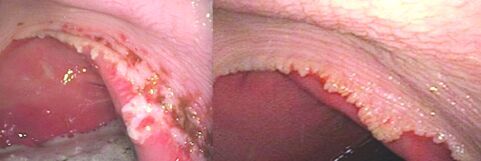 Vet Report right - worked.tif