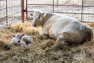 Calving prep PIC 0121ksu