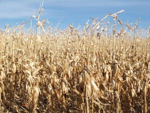 Jandel wraps up bean harvest, eyes corn as rain moves in