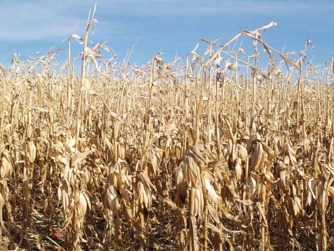 Some combining corn in November