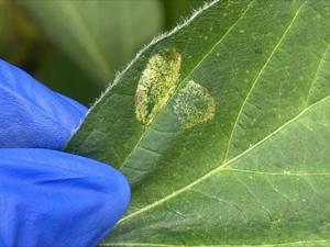 Speckled areas
