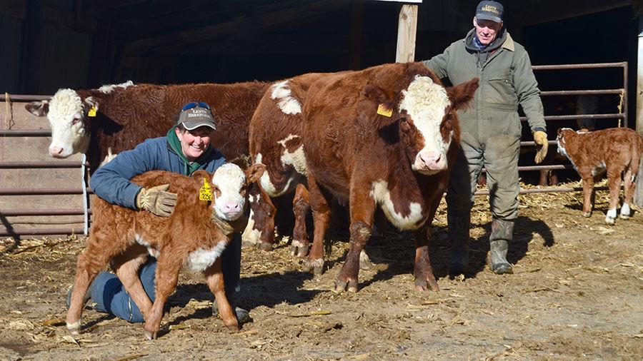Repeat customers drive Iowa seedstock producers Livestock