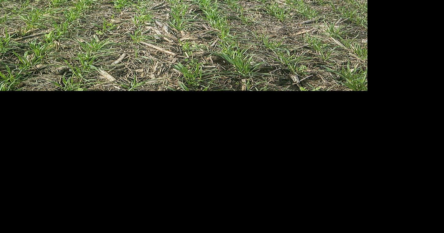 Oats in field