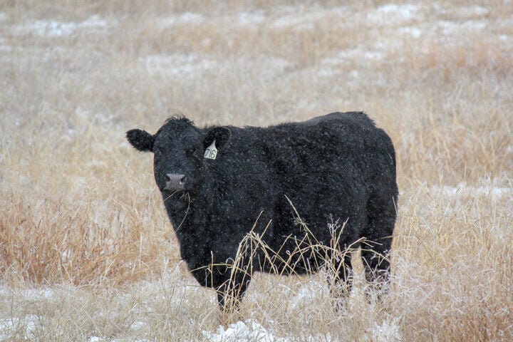 Cow in snow