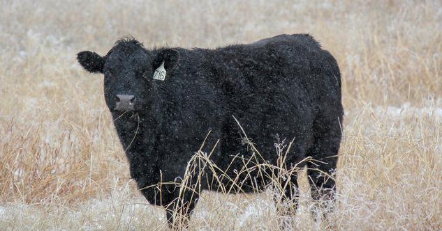 Diet key to keeping cows warm
