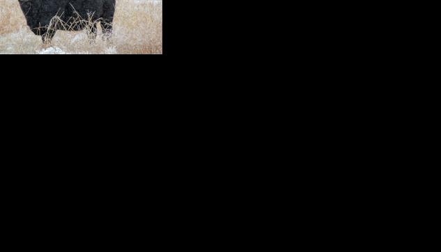 Diet key to keeping cows warm through deep freeze