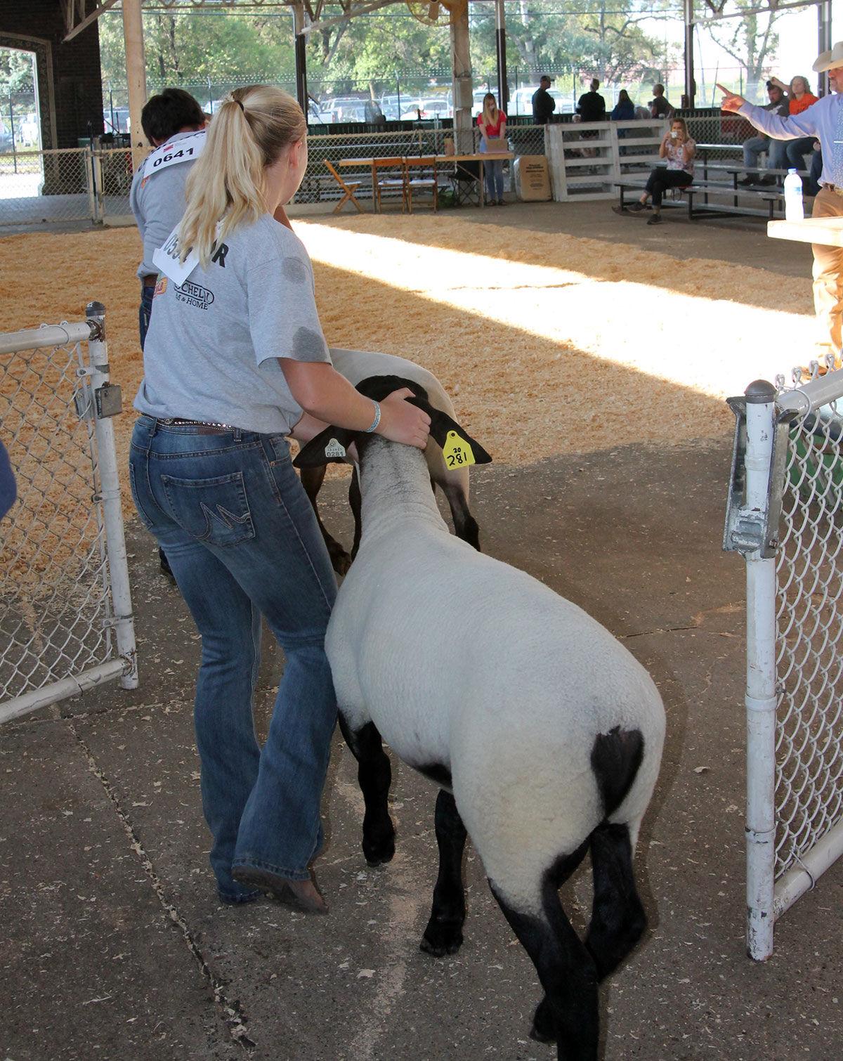 Iowa State Fair livestock show goes on — without crowds Livestock