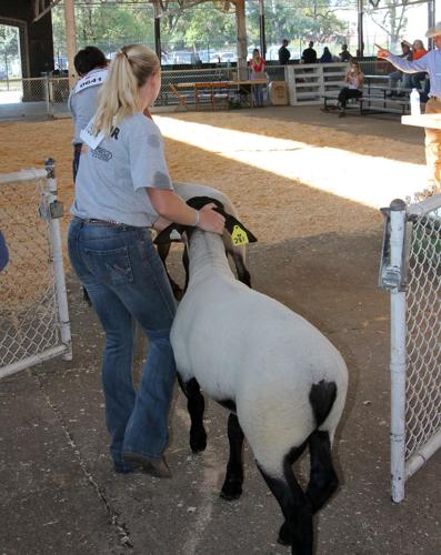 Sheep show participants head into the ring.
