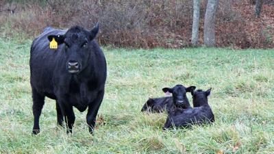 Spring calving