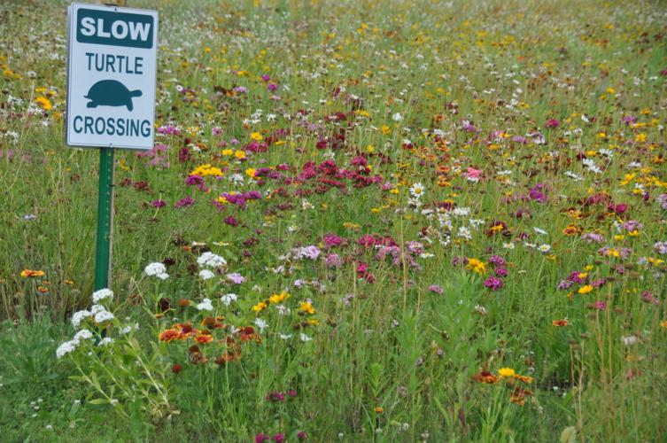Wildflowers