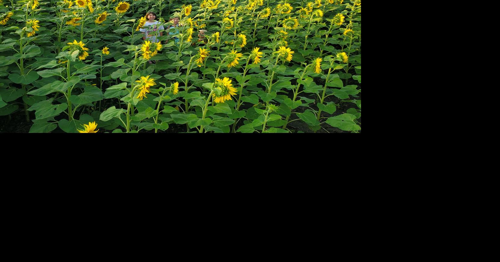 Hidin' in the flowers